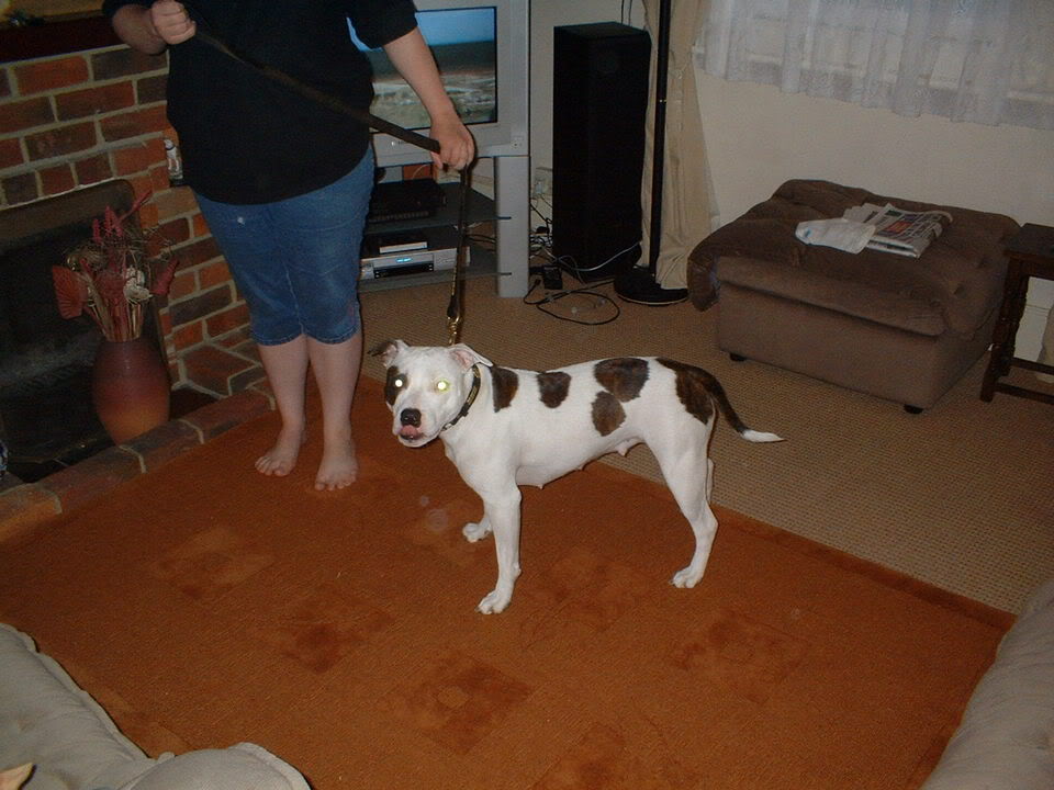 Long store legged staffy