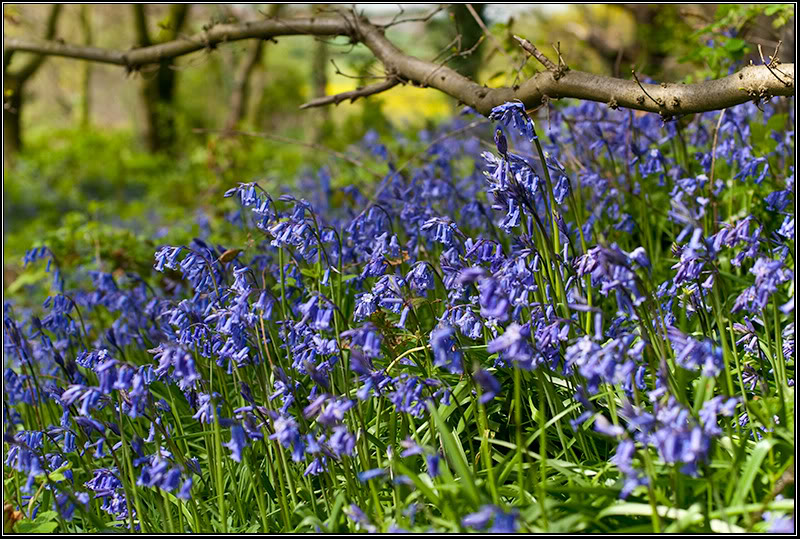 Name:  bluebells1.jpg
Views: 47
Size:  158.3 KB