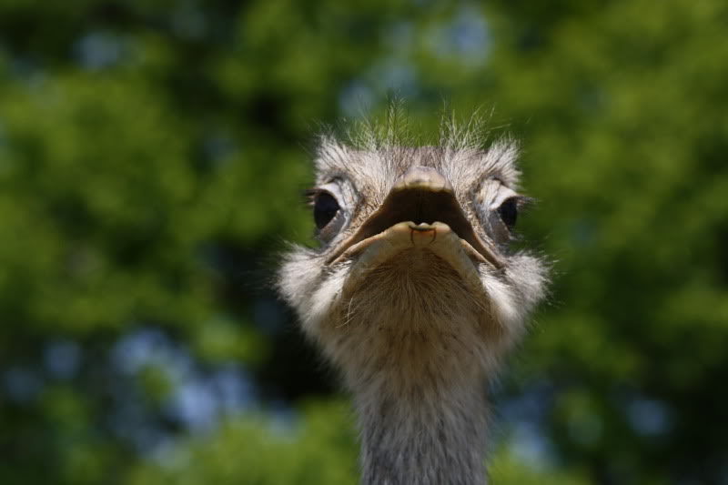 Name:  emu.jpg
Views: 15
Size:  47.7 KB