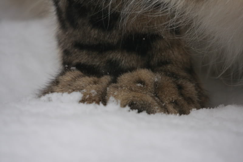 Name:  CatsInTheSnow1902022009.jpg
Views: 15
Size:  44.9 KB