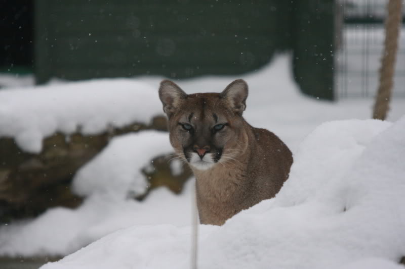 Name:  CatsInTheSnow302022009.jpg
Views: 16
Size:  37.9 KB