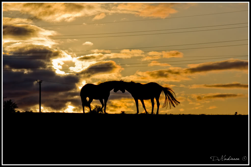 Name:  Horses-1.jpg
Views: 40
Size:  78.3 KB